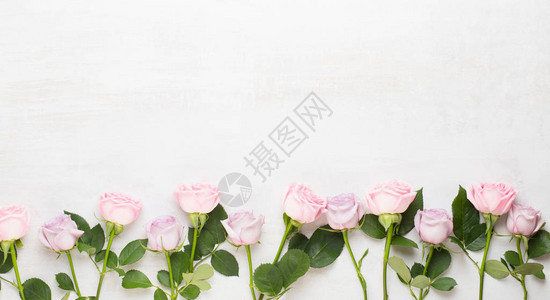 春贺卡灰色背景上的面红玫瑰鲜花图片