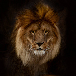 黑色背景的雄狮肖像深色沉图片