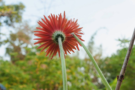 花朵中红色热贝拉菊花在园中图片