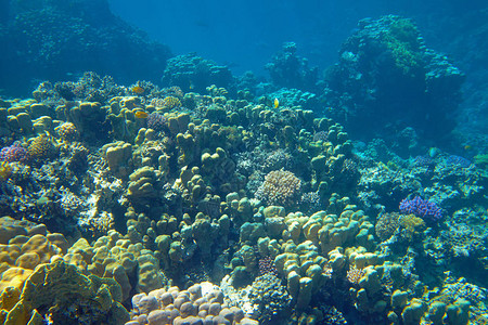 红海美丽的珊瑚礁图片