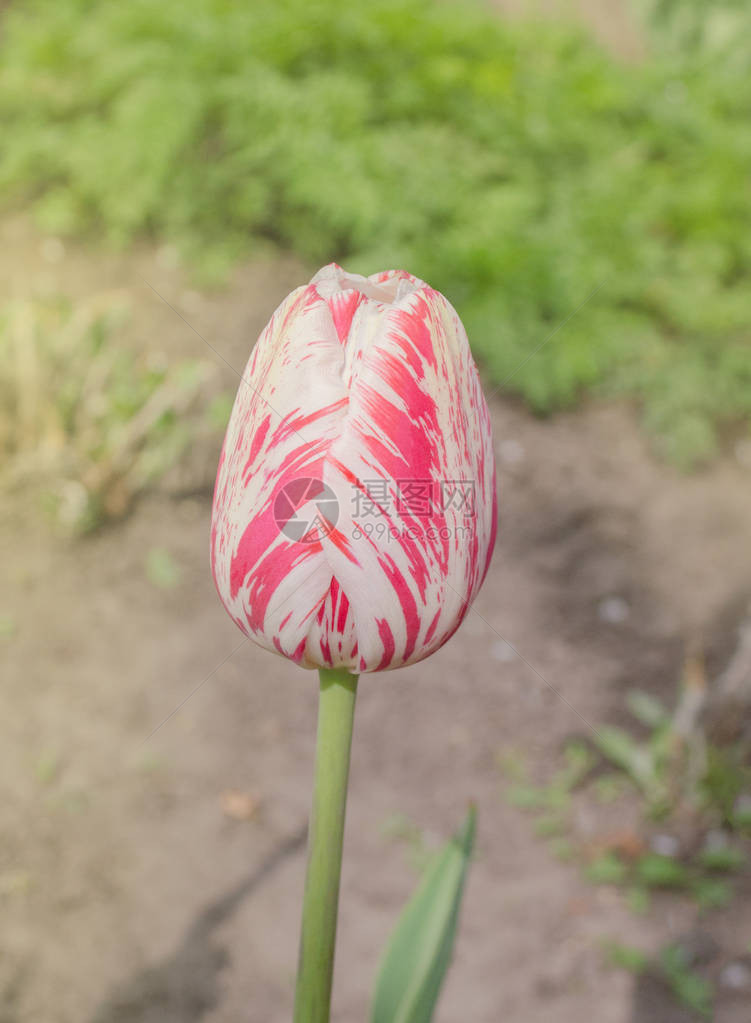 双色红白郁金香白色郁金香花瓣上有红色条纹带粉色条纹的图片