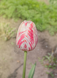 双色红白郁金香白色郁金香花瓣上有红色条纹带粉色条纹的图片