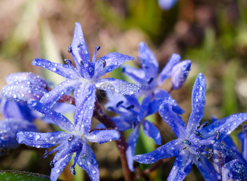 美丽的蓝色ScillaSiberica在明亮的春光下图片