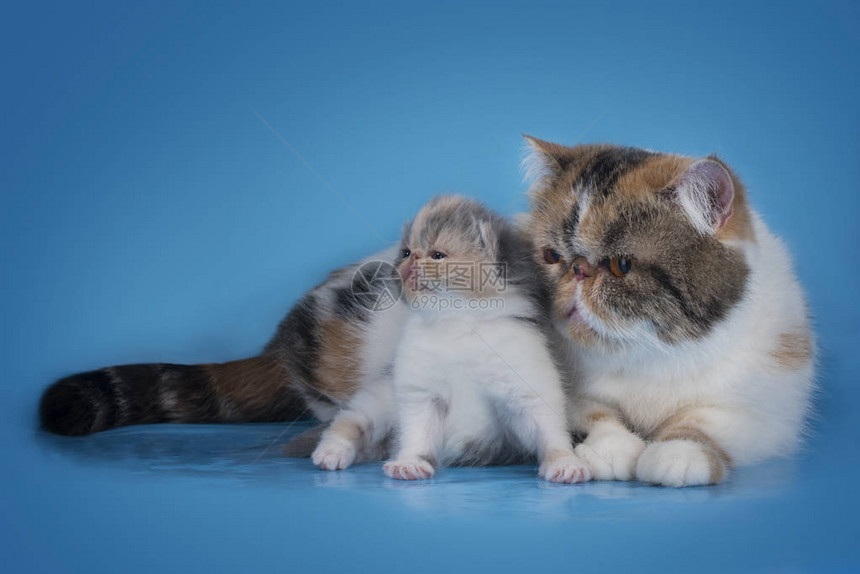 小猫咪和妈图片