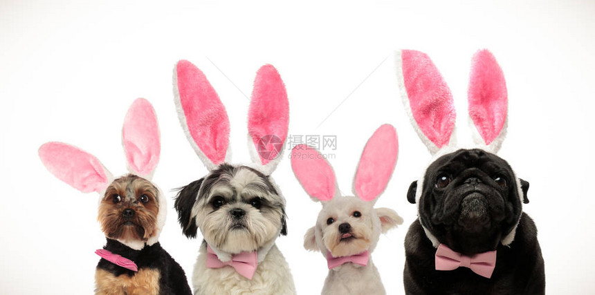 四只可爱的小狗在复活节时戴着兔子耳图片