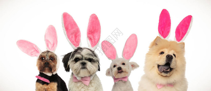 四只狗小组准备前往复活节穿着白底耳图片