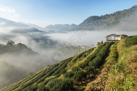 在泰国北部高原的绿梯田茶园和旧小屋中背景图片