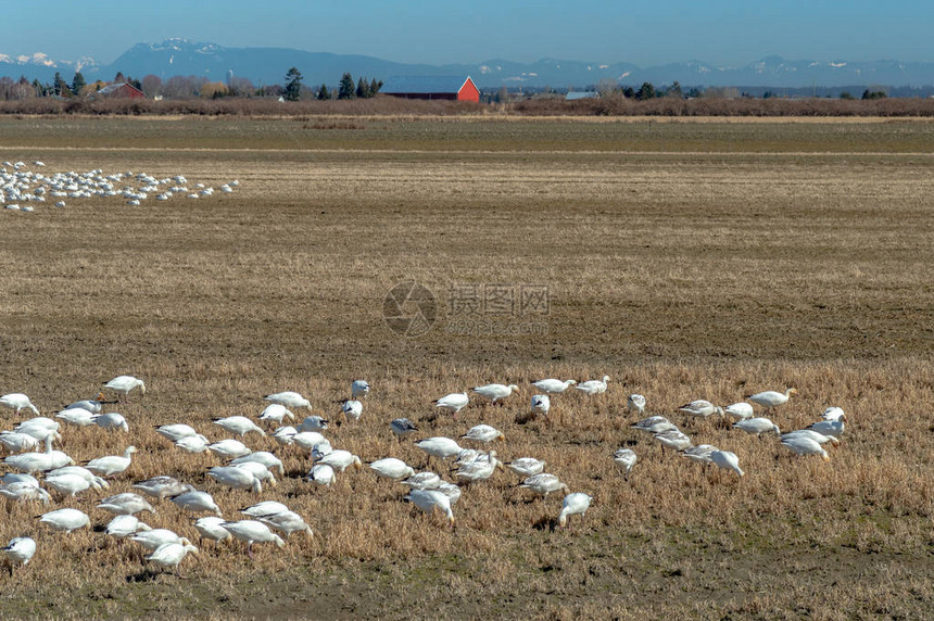 在加拿大不列颠哥伦比亚省三角洲市拉德纳附近不伦瑞克角的农田里越冬迁徙的雪雁图片