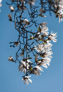 春天盛开的玉兰树开着白花图片