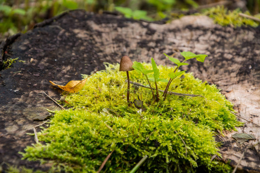 小蘑菇在森林苔中特制摄图片