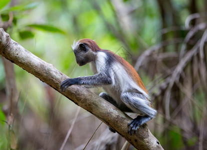 桑给巴尔森林树上的小红疣猴图片