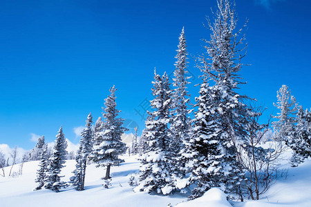 白雪下的高山圣诞树美丽的风景图片