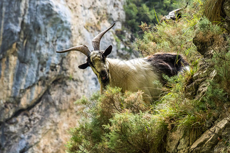 在PicosdeEuropa山区的山羊图片