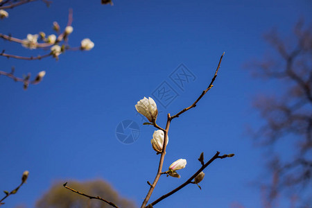 春季紫色花朵的多彩景观与玉兰树的惊人背景美丽的粉图片