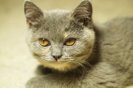 美丽的灰色苏格兰猫黄色的眼睛躺在地毯上图片