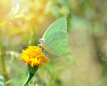 绿蝴蝶在花园自然背景的黄花冠图片