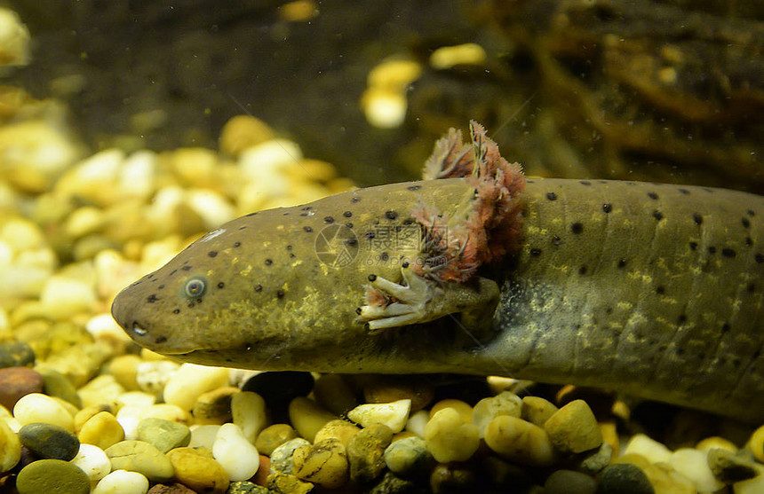 棕色萨拉曼德海洋生物鱼缸水族馆Axolotl游泳水下摄影墨西哥A图片