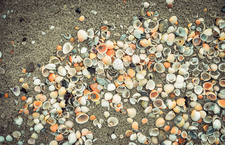 沙滩背景上的贝壳扇贝蛤图片