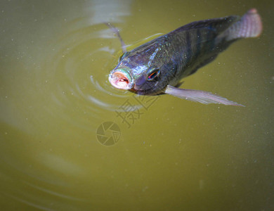 在水河表层游泳的蒂拉皮亚鱼在夏季日淡水鱼类中自然图片