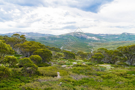 澳大利亚新南威尔士州科修斯科公园的澳大利亚本土森林植被自然背景图片