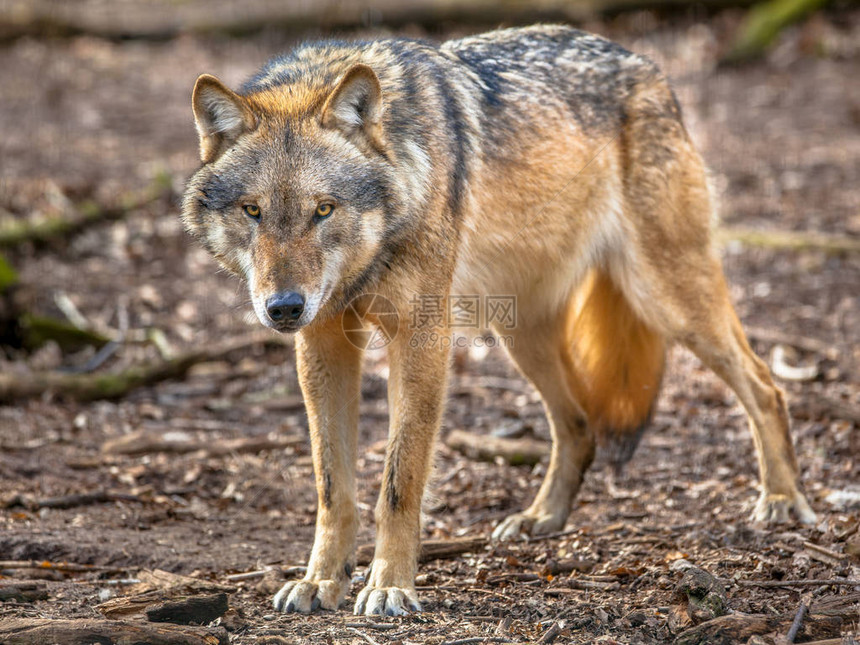 大坏狼Canislupuslupus是GenusCanis最专业的成员图片