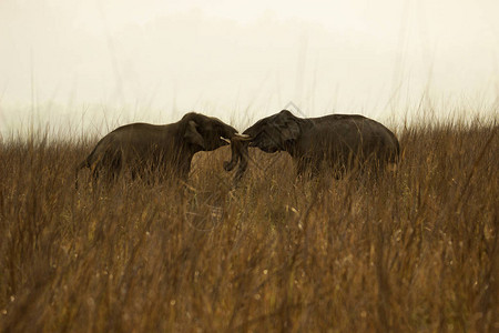 印度UttakhandCorbett公园亚洲大象ElephasG图片