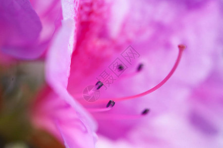 明亮的粉红色rhododendro图片