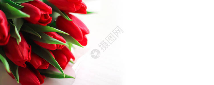 白色背景的红色新郁金香团列图片