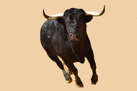 西班牙凶猛的公牛图片