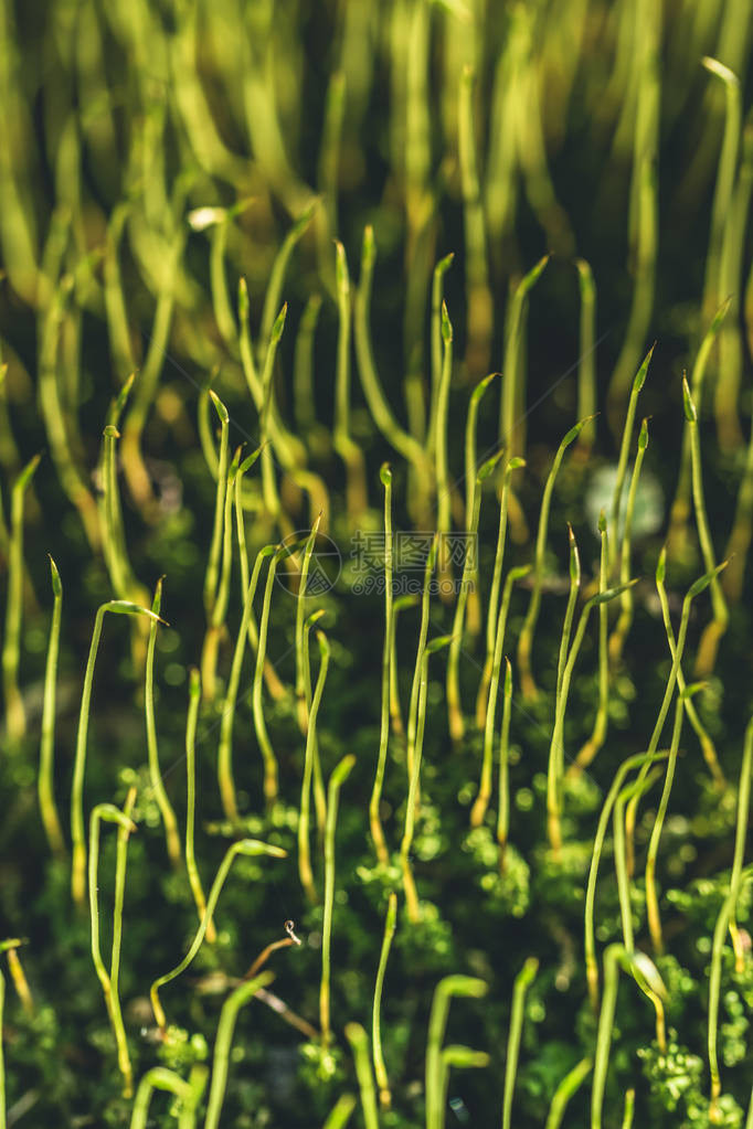 春天的森林苔藓植物特写图片