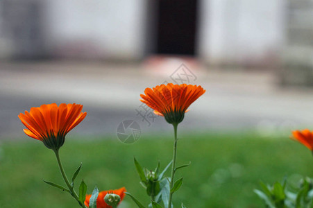 花园中的橙色花朵色彩鲜艳图片