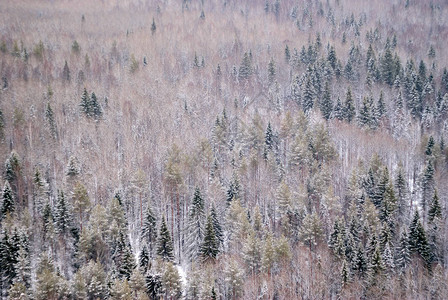 背景观雪冬林针图片