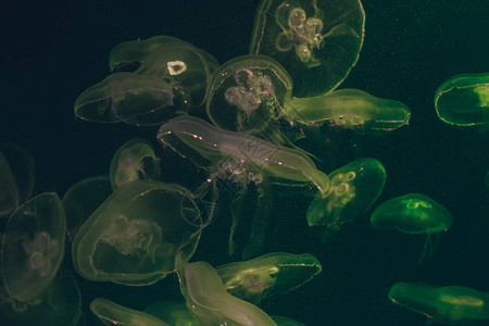 一群绿宝石绿水母在水中放背景图片