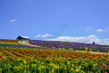 北海道的花园图片