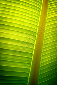 香蕉树叶的特写照片后面有阳光图片