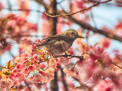 春时与鸟共鸣海云代釜山高清图片