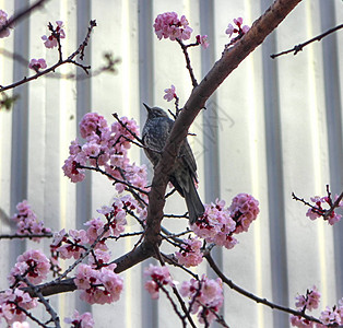 春时与鸟共鸣海云代釜山高清图片