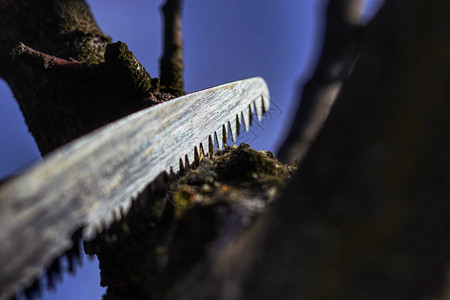 手锯切割树枝或一些树林工具正在从主干上切割树枝春季工作寒假后图片