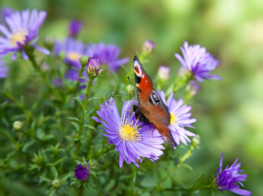紫翠菊上的孔雀蝴蝶图片