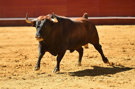 欧洲在西班牙的斗牛中奔图片