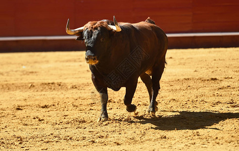 欧洲在西班牙的斗牛中奔图片