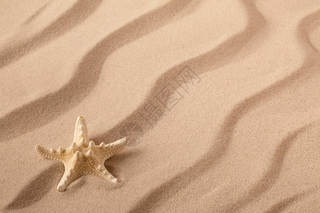 海星或海星在夏日波光粼的沙滩上图片