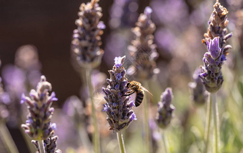 蜜蜂在薰衣草花上图片
