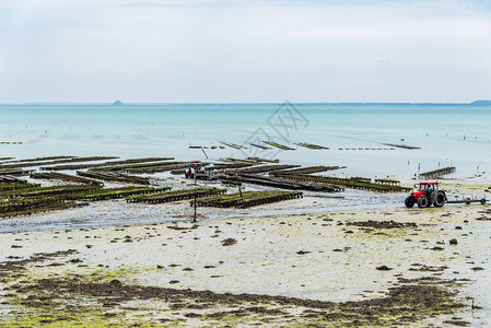 牡蛎养殖场在退潮时在法国布列塔尼的康卡勒港种植牡蛎背景上图片