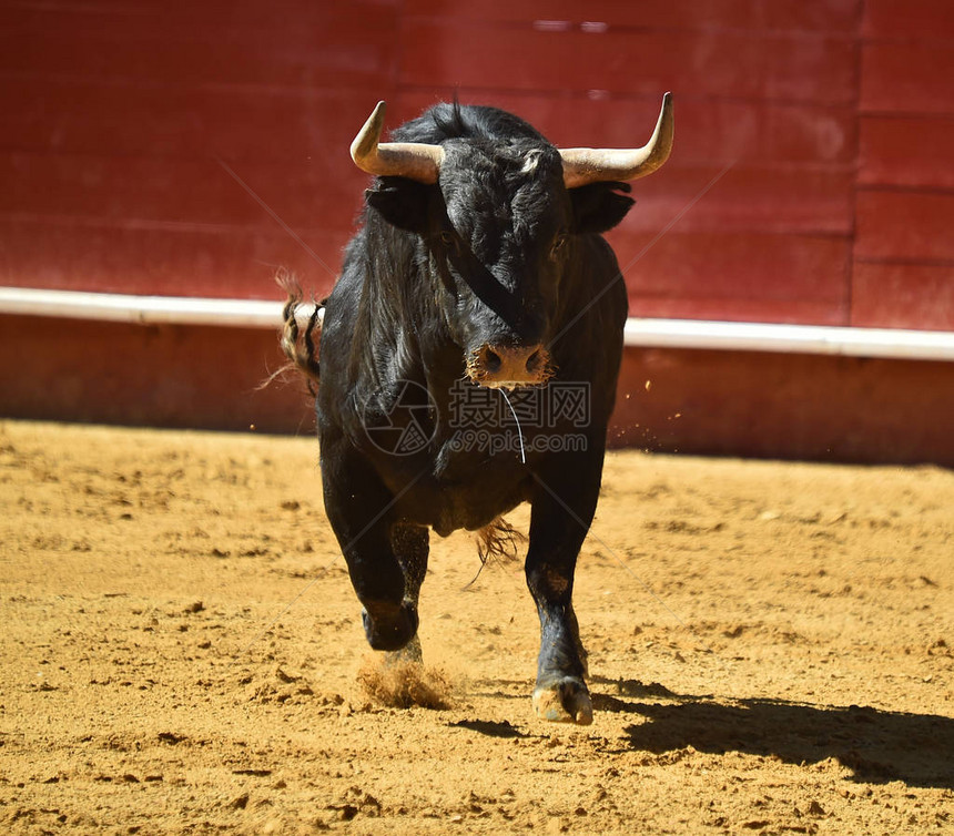 西班牙斗牛场的公牛图片