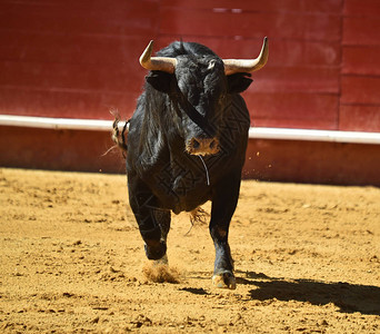 西班牙斗牛场的公牛图片