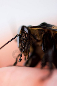 来自哥伦比亚和委内瑞拉热带雨林的蟑螂腹部图片
