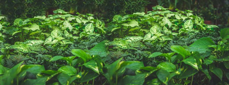 很多绿色植物植物绿色背景文字和广告的空间温室里的园艺植物园花卉种植图片