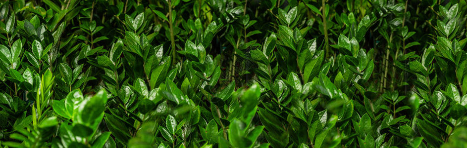 很多绿色植物植物绿色背景文字和广告的空间温室里的园艺植物园花卉种植图片