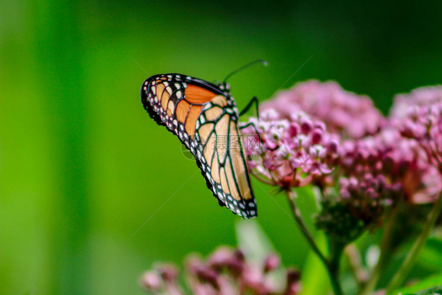 一只橙色和黑色的皇帝蝴蝶紧贴在一朵粉红色的奶图片